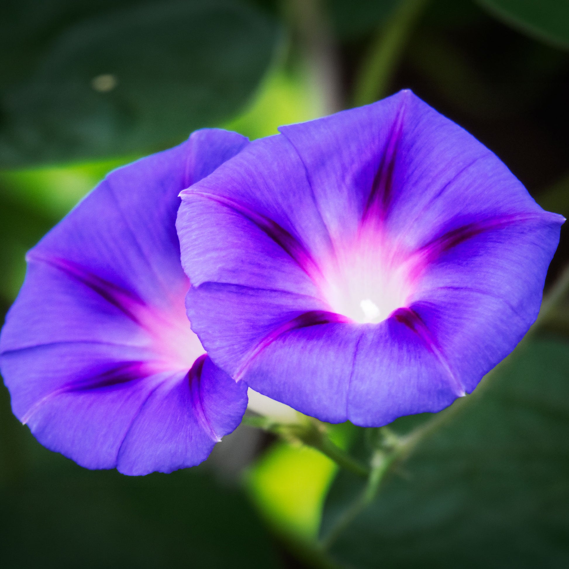 Ipomée à grandes fleurs Grandpa Ott - Ipomoea nil - Bakker