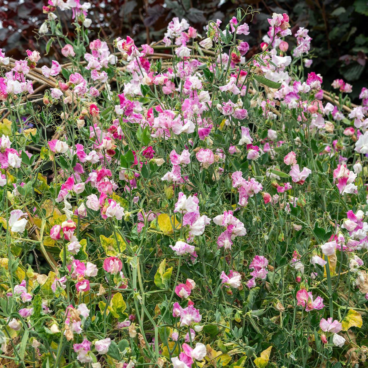 Pois de senteur Painted lady 1937 - Lathyrus odoratus grandiflorus painted lady 1937 - Bakker