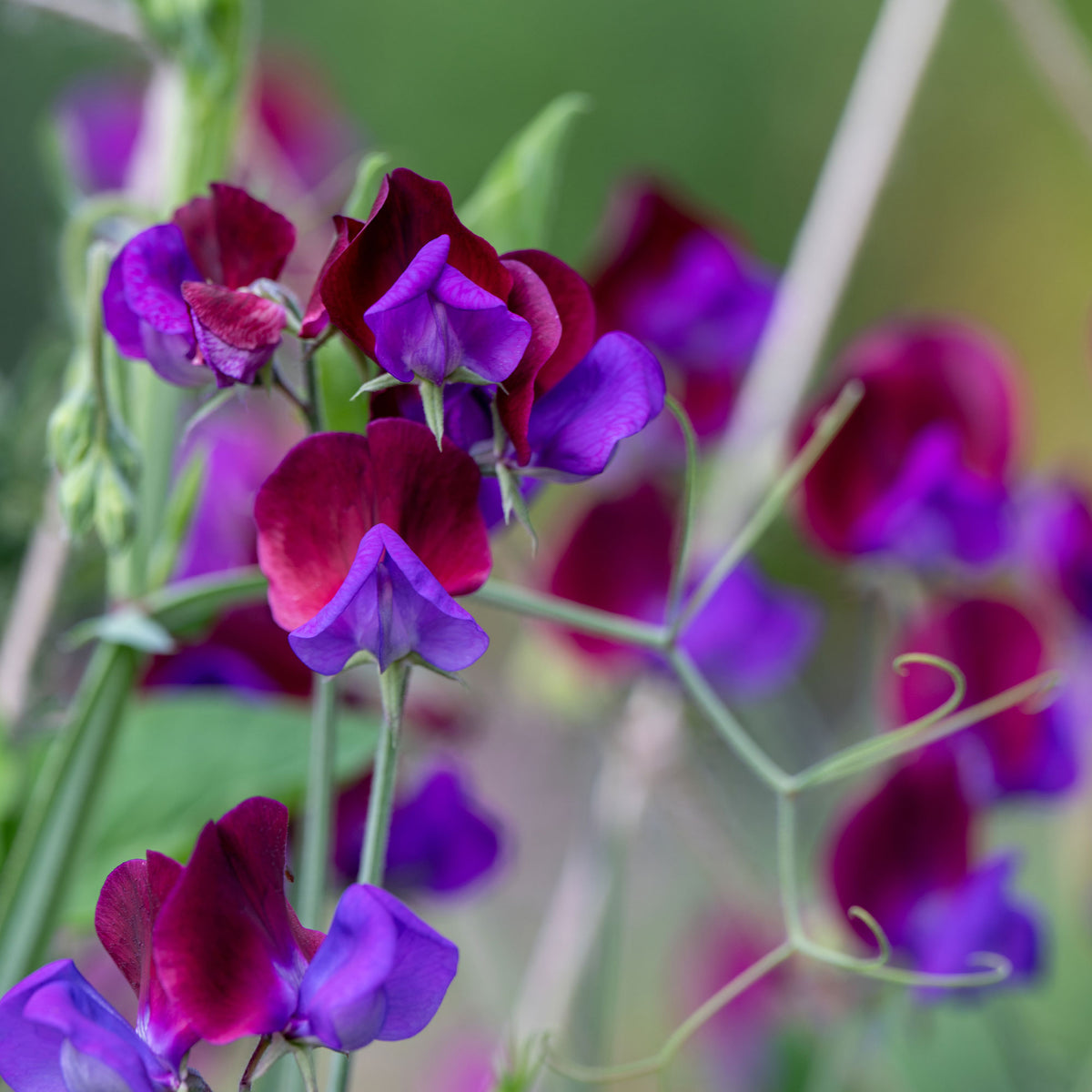 Pois de senteur Cupani's Original 1699 - Lathyrus odoratus grandiflorus cupani's original 1699 - Bakker