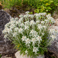 Edelweiss vivace - Leontopodium alpinum - Bakker