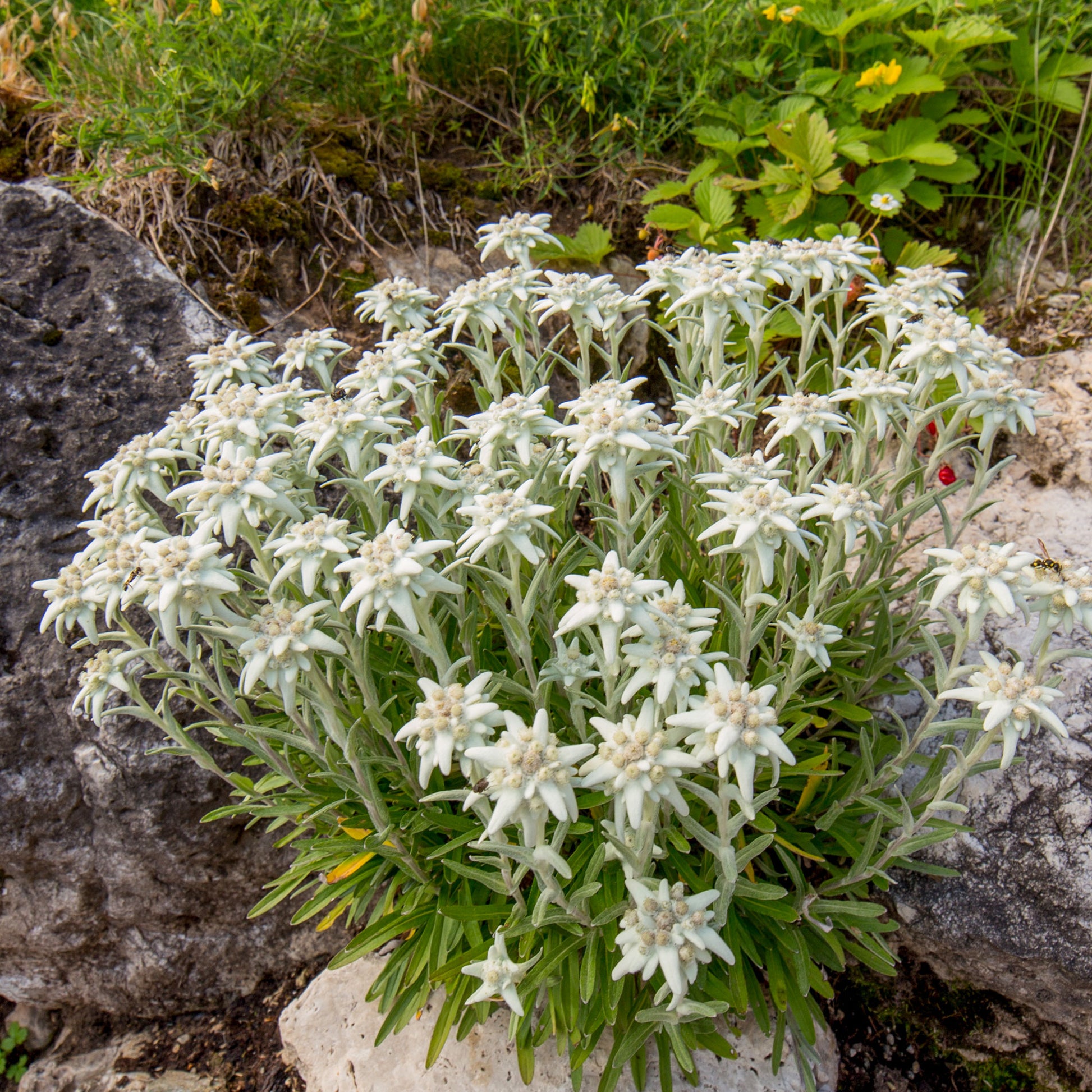 Edelweiss vivace - Leontopodium alpinum - Bakker
