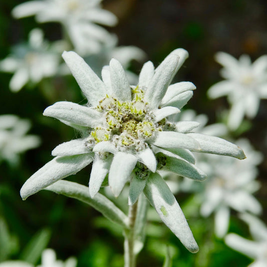 Edelweiss vivace - Bakker