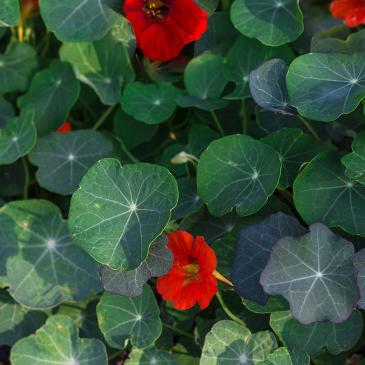 Capucine naine à fleurs simples Empress of India - Bakker