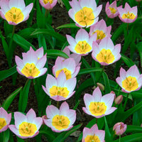 Vente 10 Tulipes botaniques Lilac Wonder - Tulipa lilac wonder