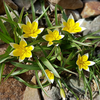 Bulbes de Tulipe - 10 Tulipes botaniques Tarda - Tulipa tarda