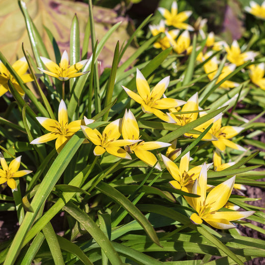 10 Tulipes botaniques Tarda - Bakker
