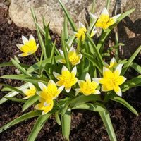 10 Tulipes botaniques Tarda - Tulipa tarda - Bakker