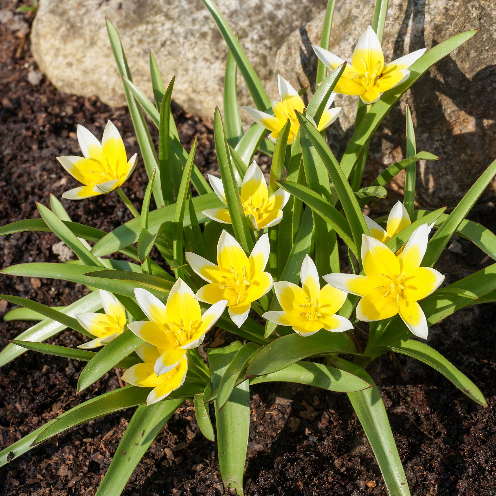 10 Tulipes botaniques Tarda - Tulipa tarda - Bakker