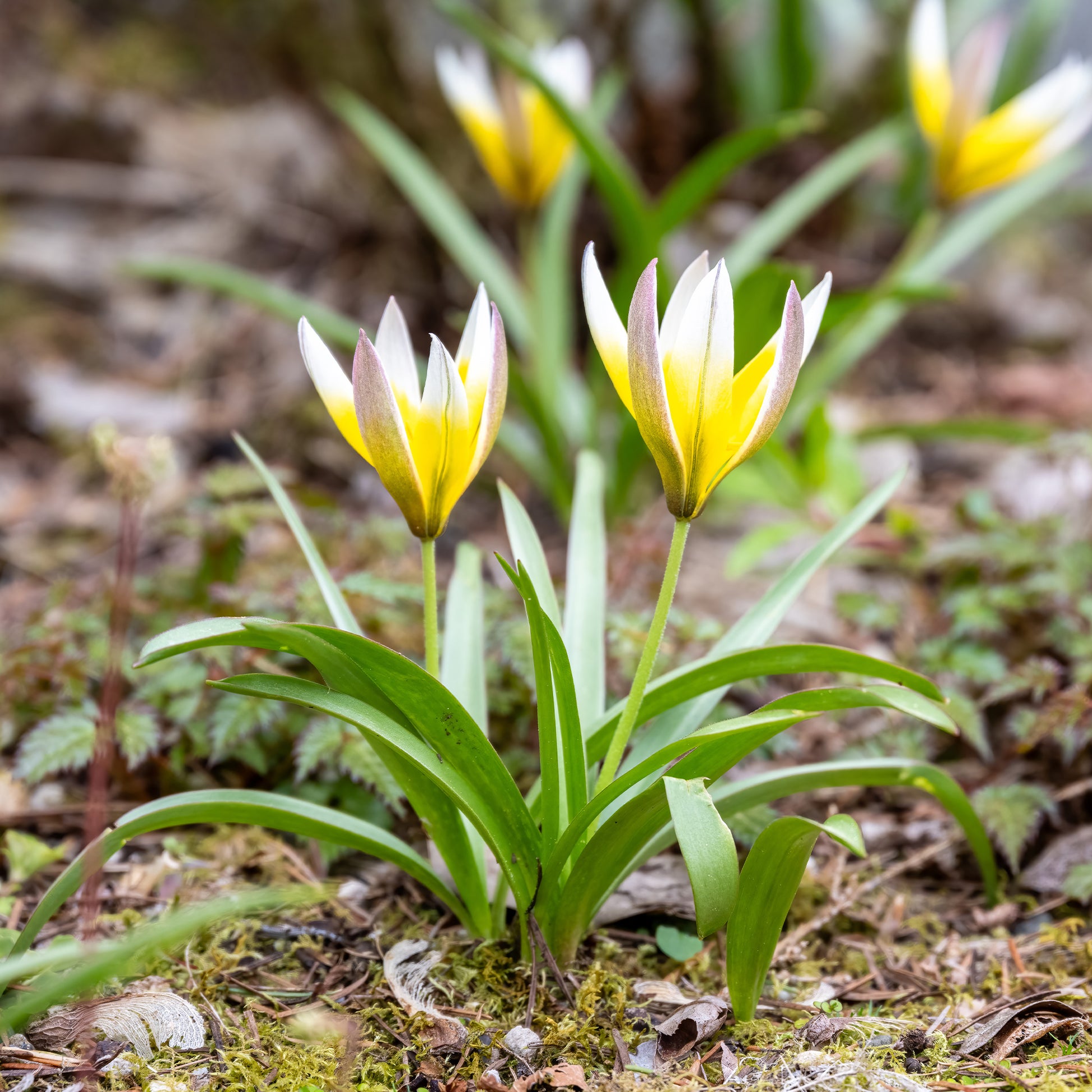 Tulipa tarda - 10 Tulipes botaniques Tarda - Bulbes de Tulipe