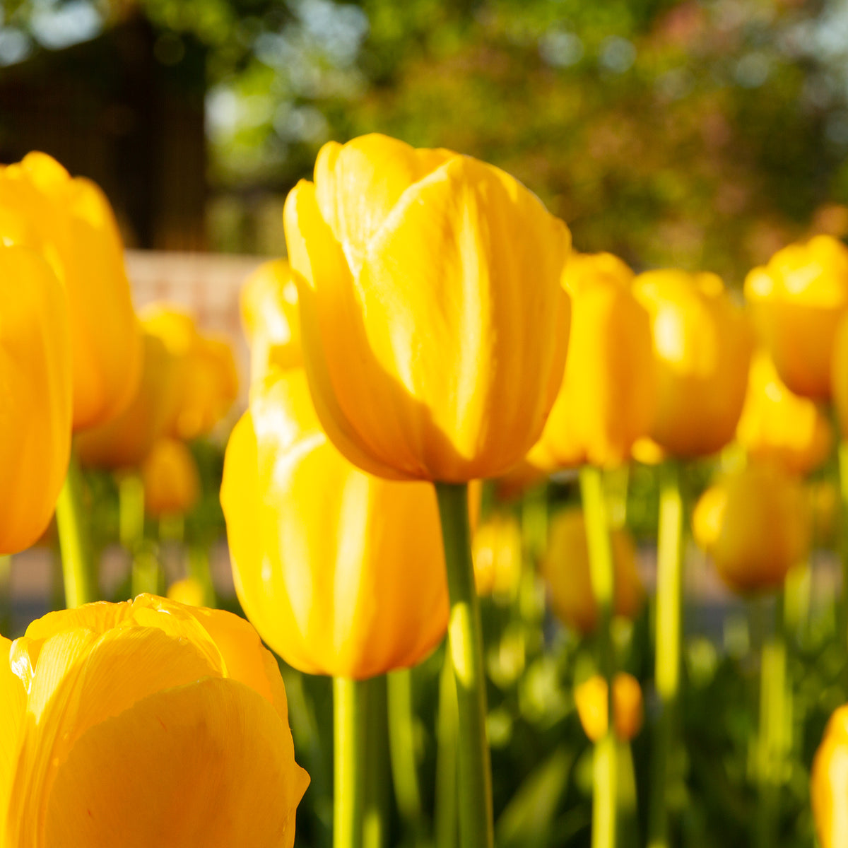 5 Tulipes longues tiges jaunes - Tulipa - Bakker