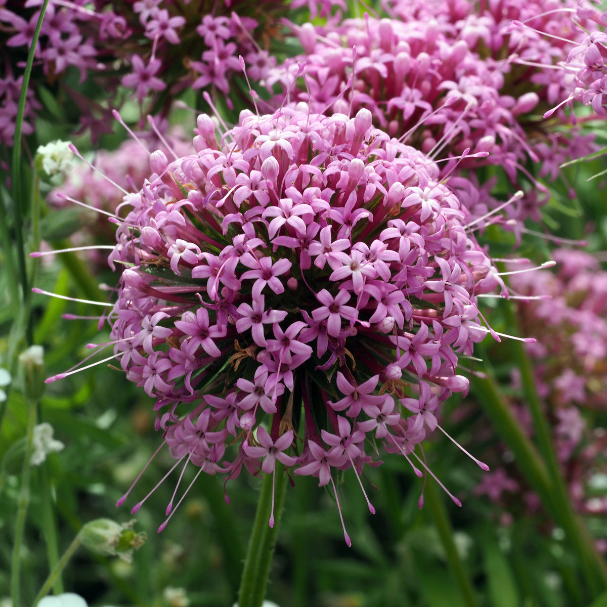 Phuopsis stylosa - Crucianelle - Plantes vivaces