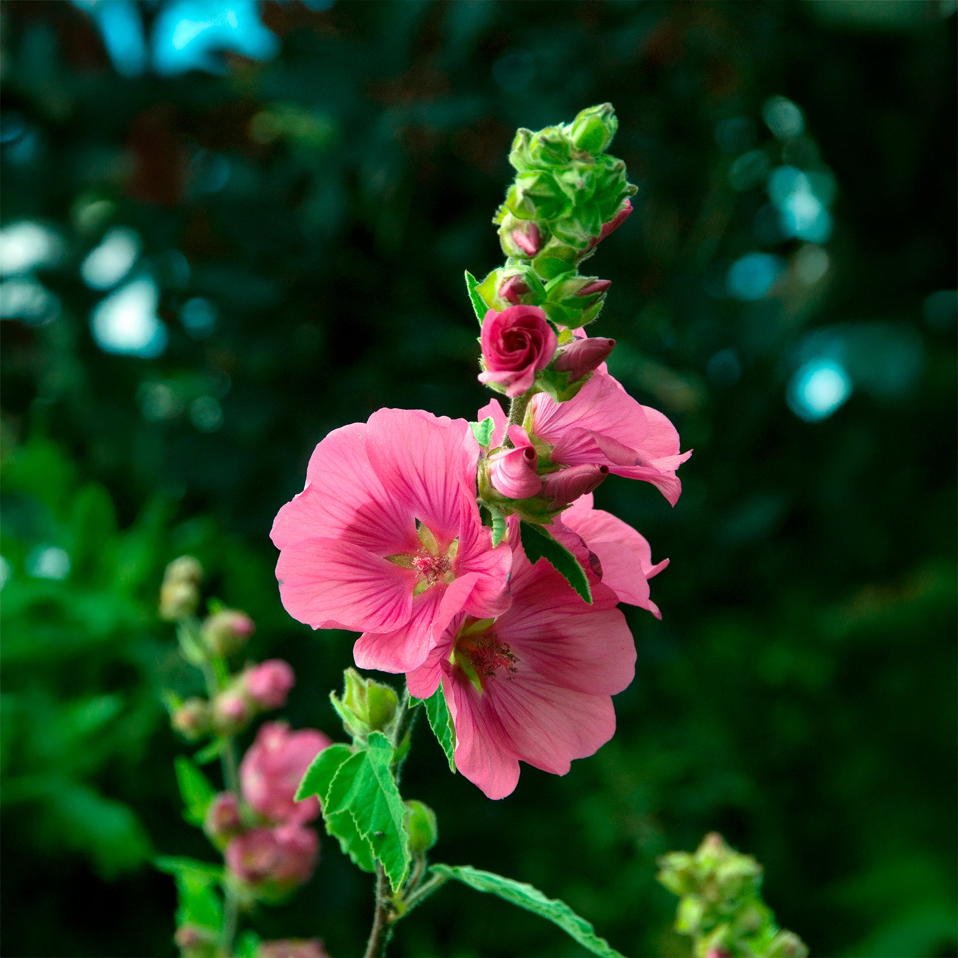 Lavatera - 2 Lavatères - Arbustes fleuris