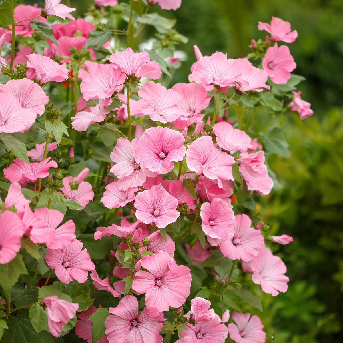 Arbustes fleuris - 2 Lavatères - Lavatera
