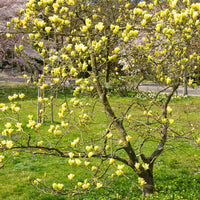 Magnolia Yellow Lantern - Magnolia Yellow Lantern - Bakker