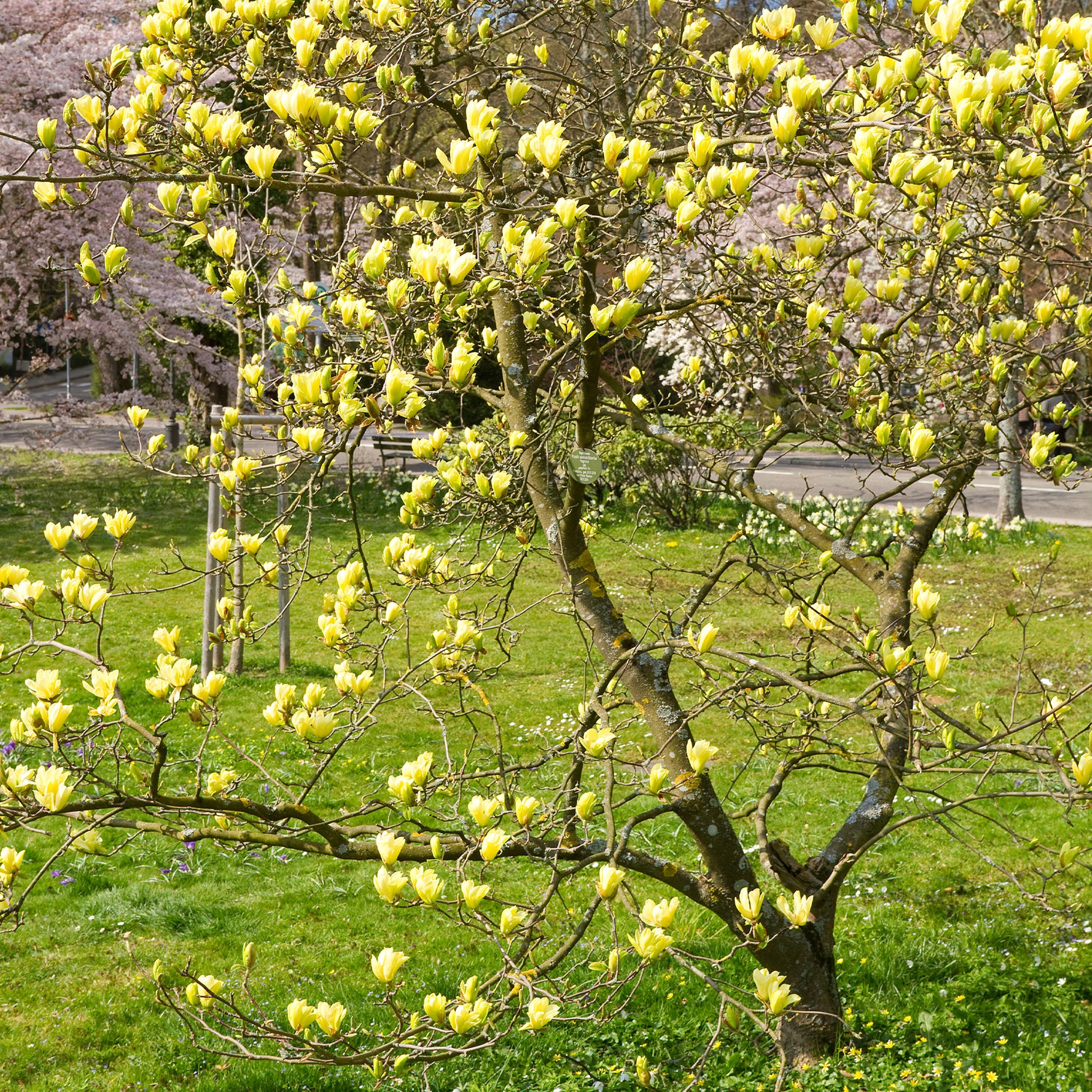Magnolia Yellow Lantern - Magnolia Yellow Lantern - Bakker