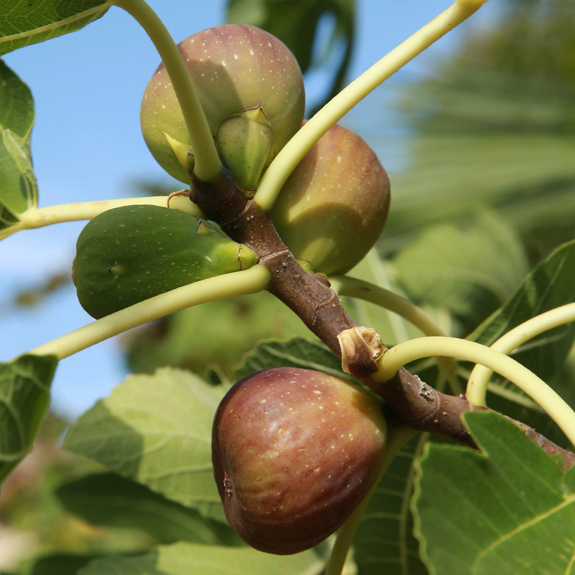 Figuiers - Figuier sur tige - Ficus carica Brown Turkey