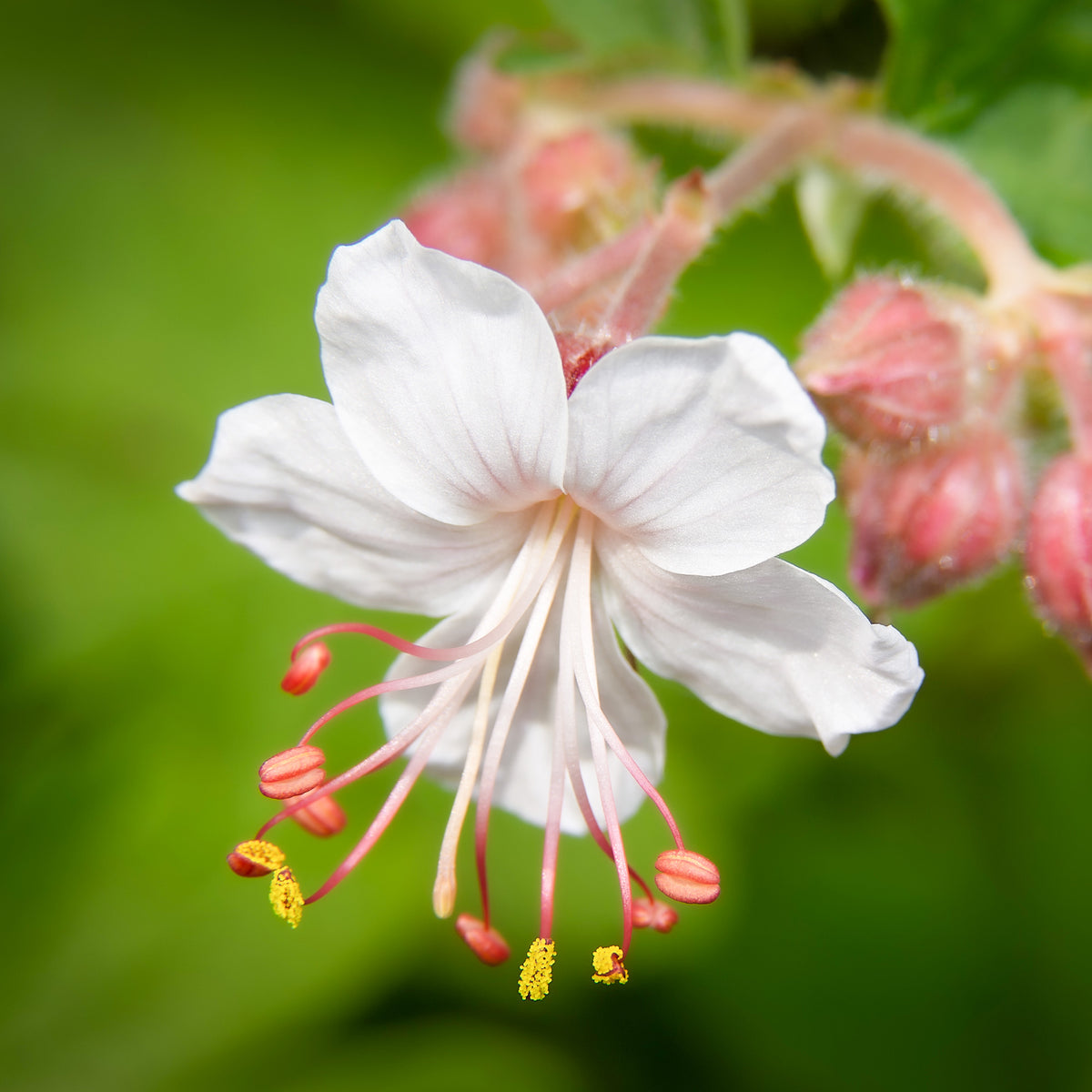 Géraniums - Géraniums vivaces Spessart - Geranium  macrorrhizum Spessart