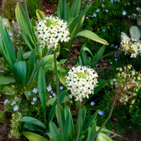 3 Ornithogales - Etoile de Bethléem - Ornithogalum saundersiae - Bakker