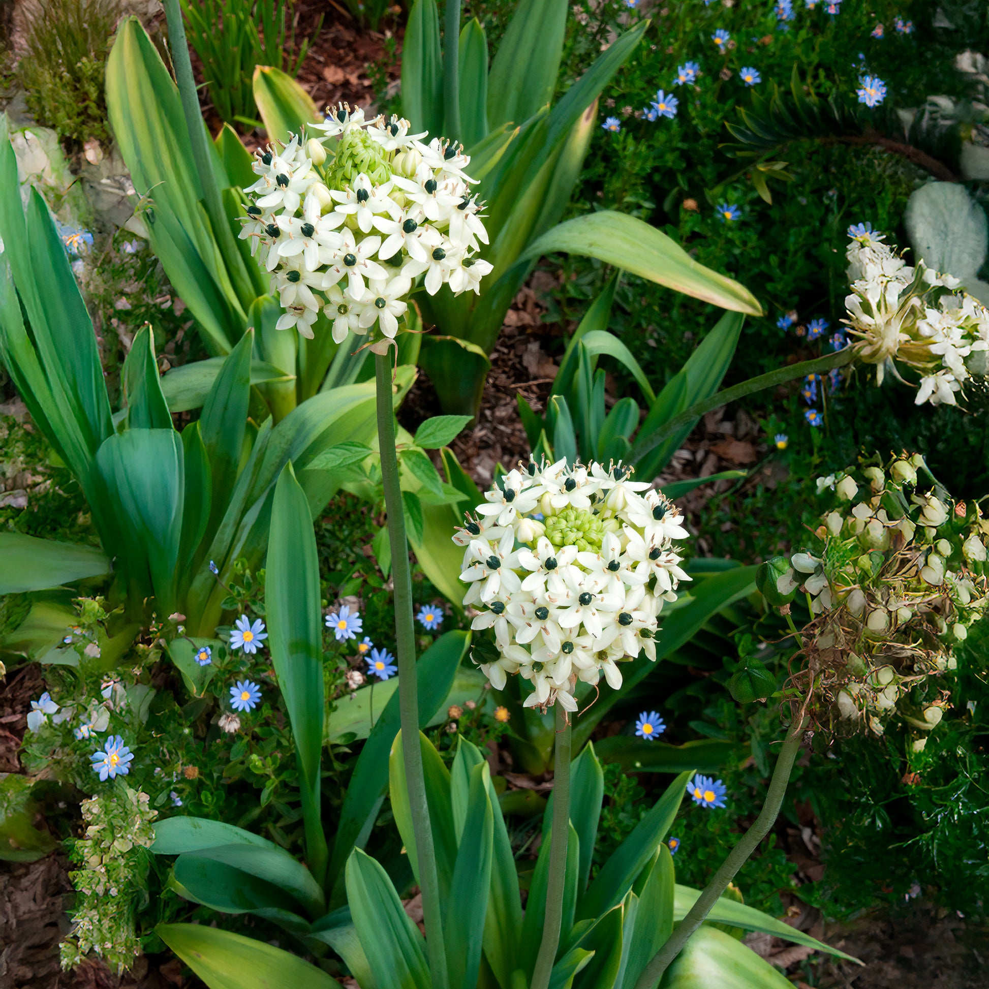 3 Ornithogales - Etoile de Bethléem - Ornithogalum saundersiae - Bakker