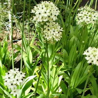 Ornithogalum saundersiae - 3 Ornithogales - Etoile de Bethléem - Bulbes de printemps