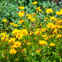 2 Coreopsis Sterntaler - Œil de jeune fille - Coreopsis lanceolata sterntaler - Bakker