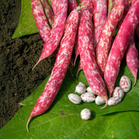 Haricot nain Flambo - Bakker