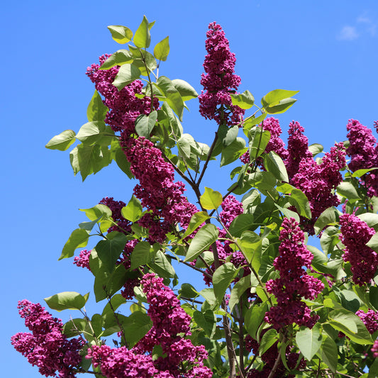 Lilas double rouge - Bakker