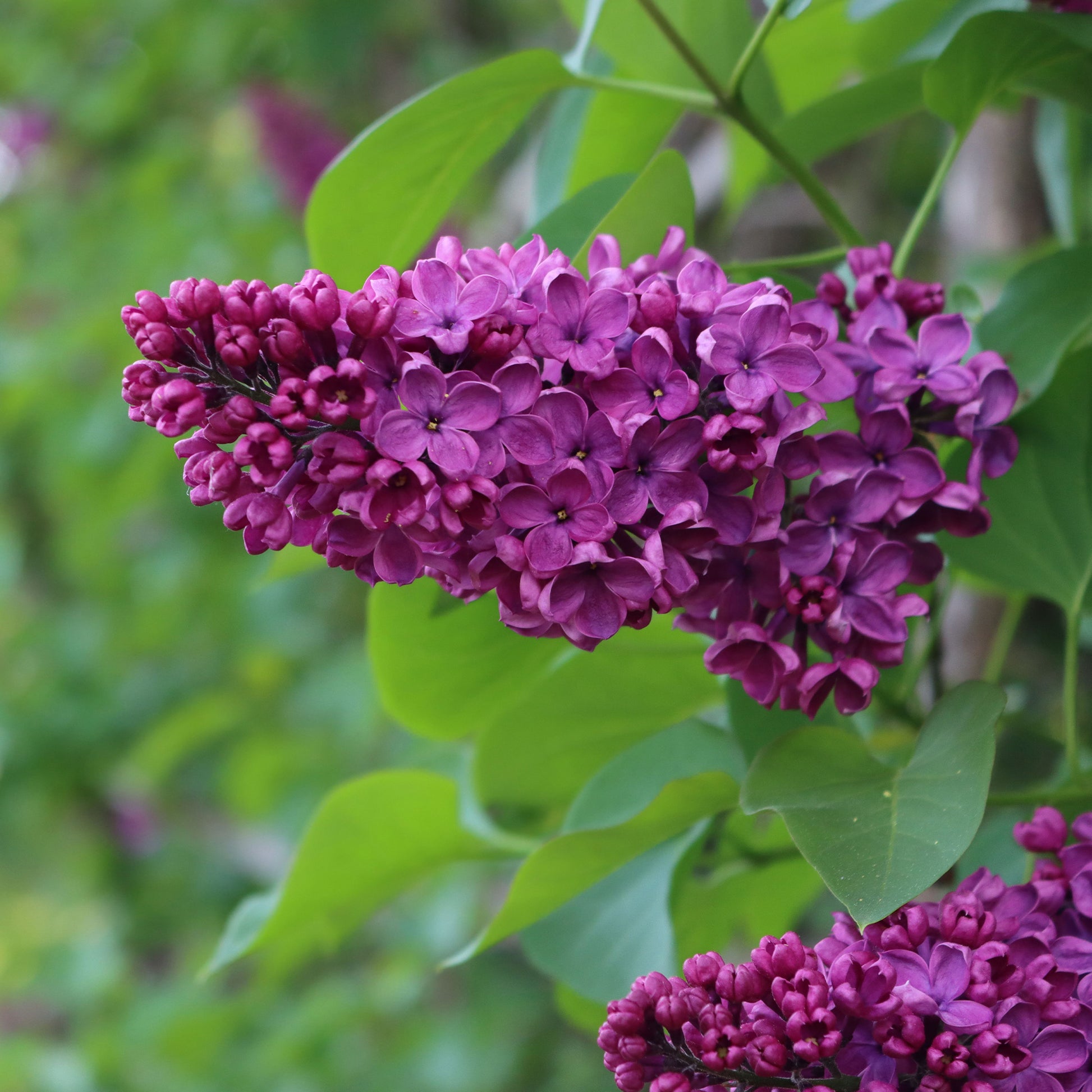 Syringa vulgaris Charles Joly - Lilas double rouge - Lilas