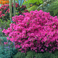 Azalée du Japon rose - Azalea japonica pink - Bakker