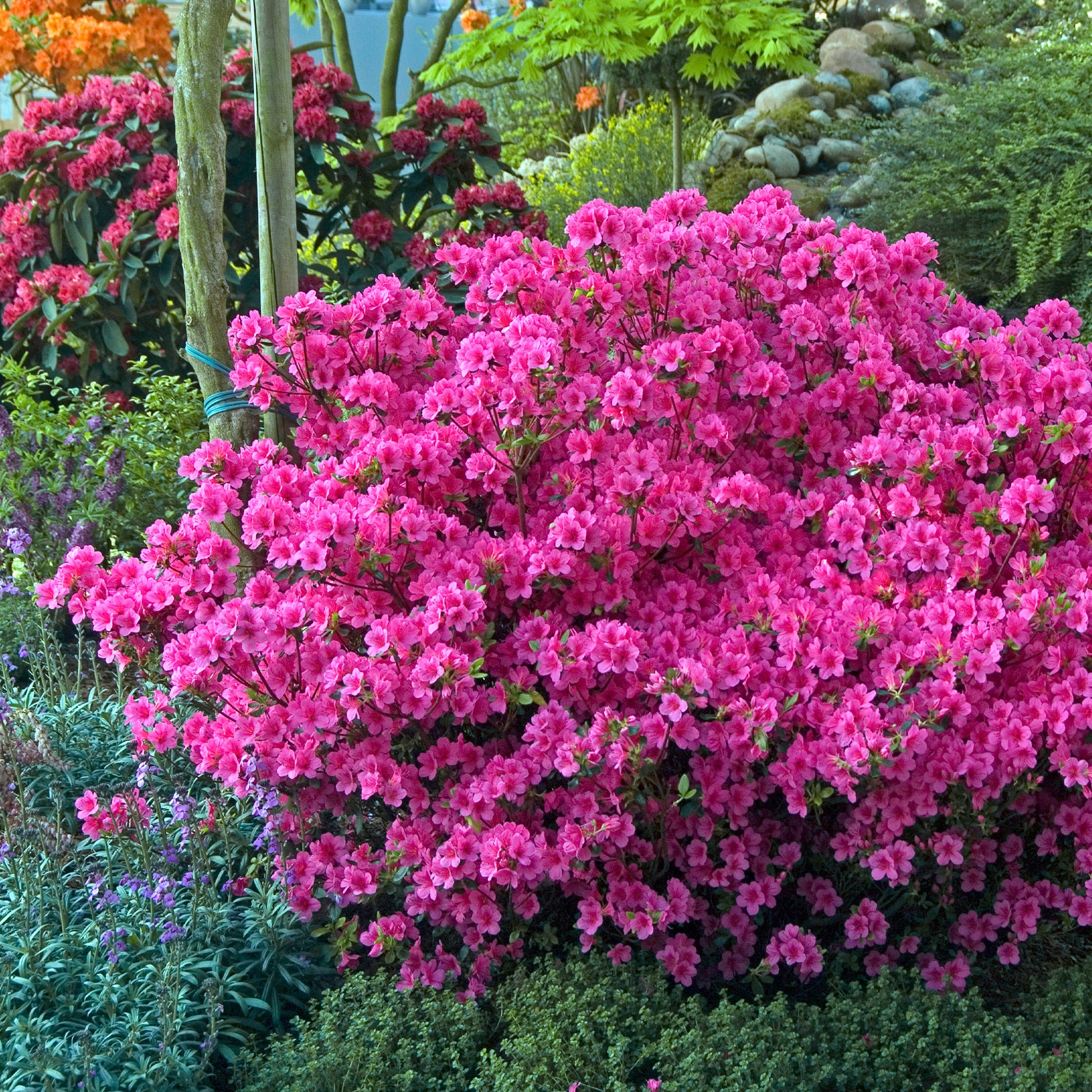 Azalée du Japon rose - Azalea japonica pink - Bakker