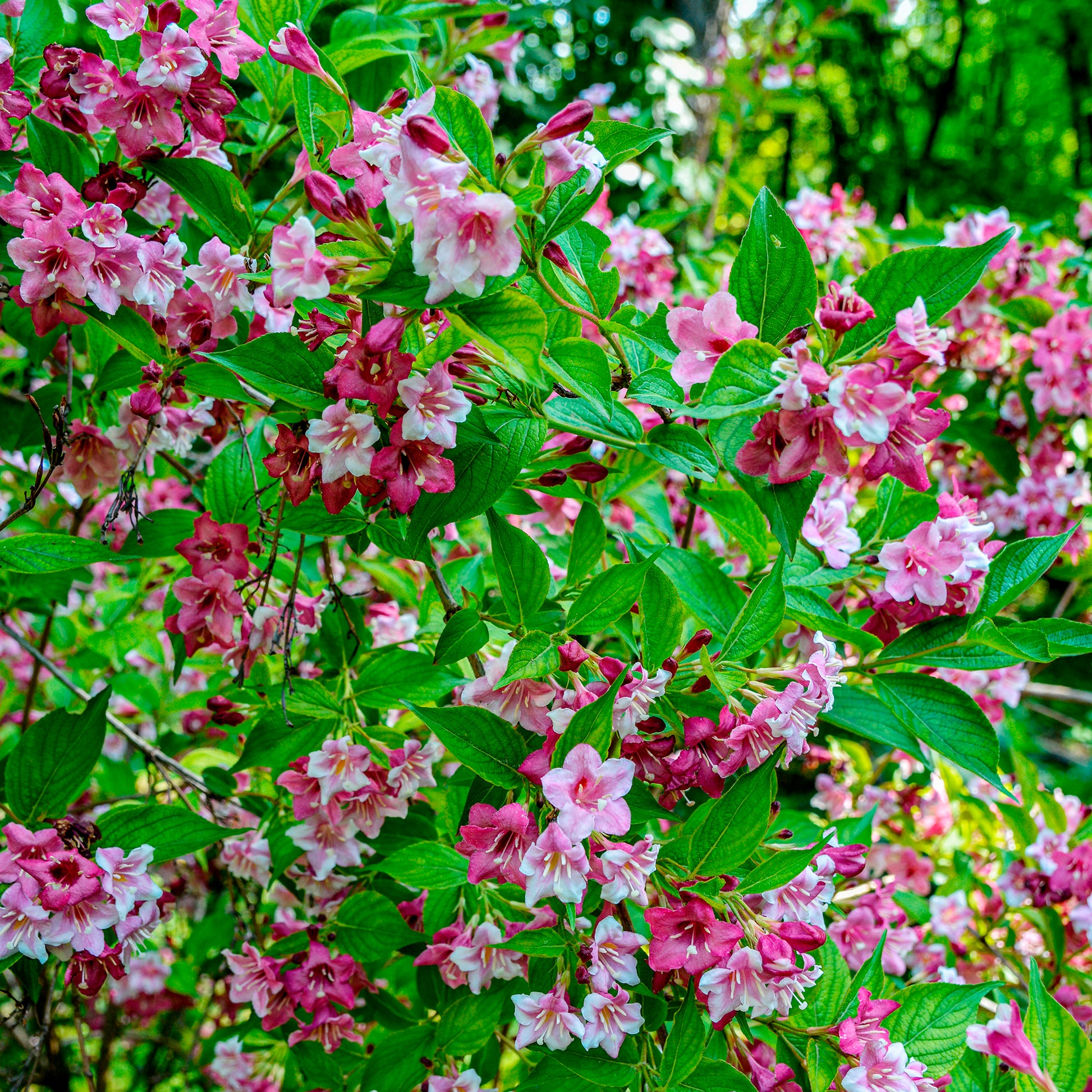 Arbustes fleuris - Weigelia Pink Princess - Weigela pink princess