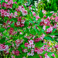 Arbustes fleuris - Weigelia Pink Princess - Weigela pink princess