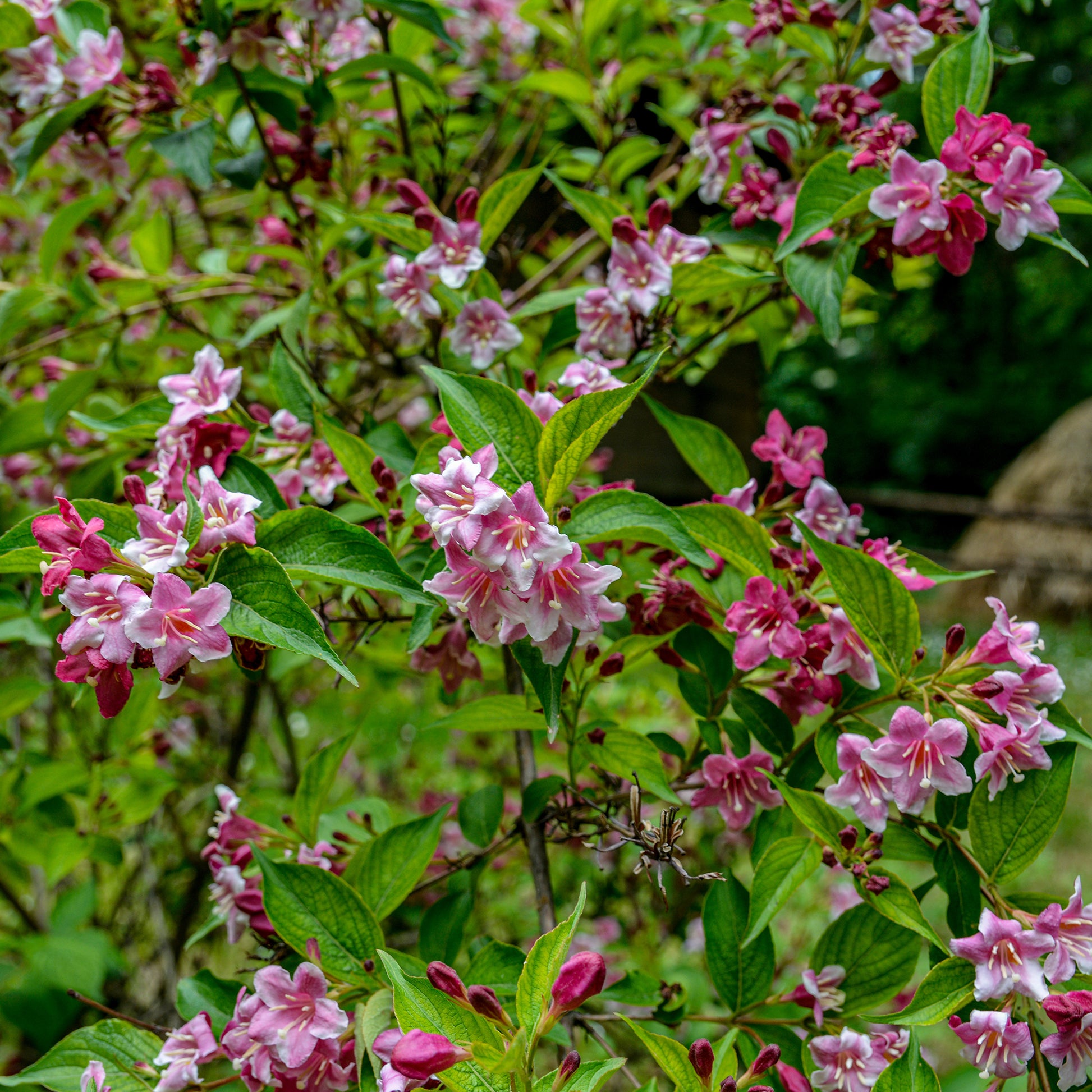 Weigela pink princess - Weigelia Pink Princess - Arbustes fleuris