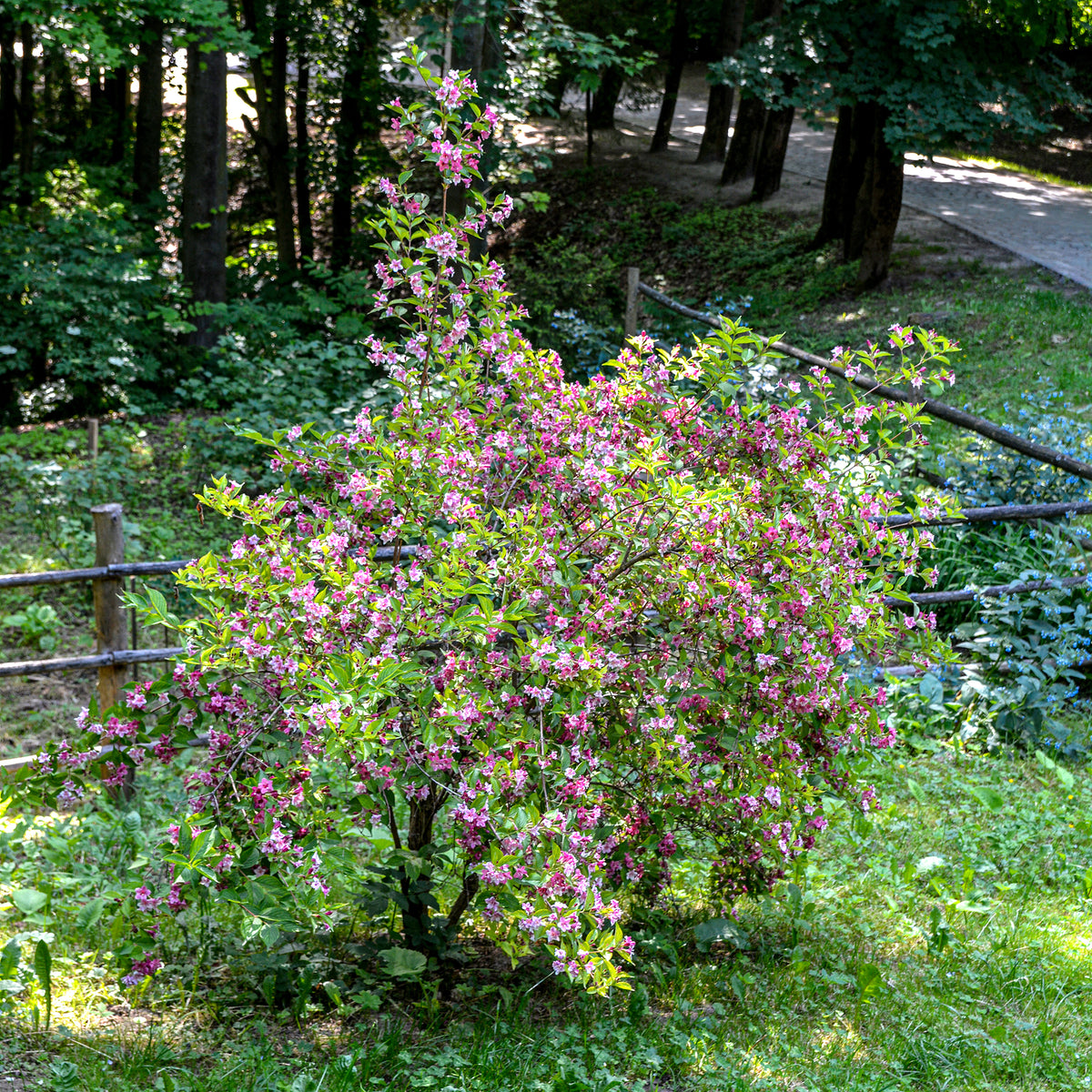 Weigelia Pink Princess - Weigela pink princess - Bakker