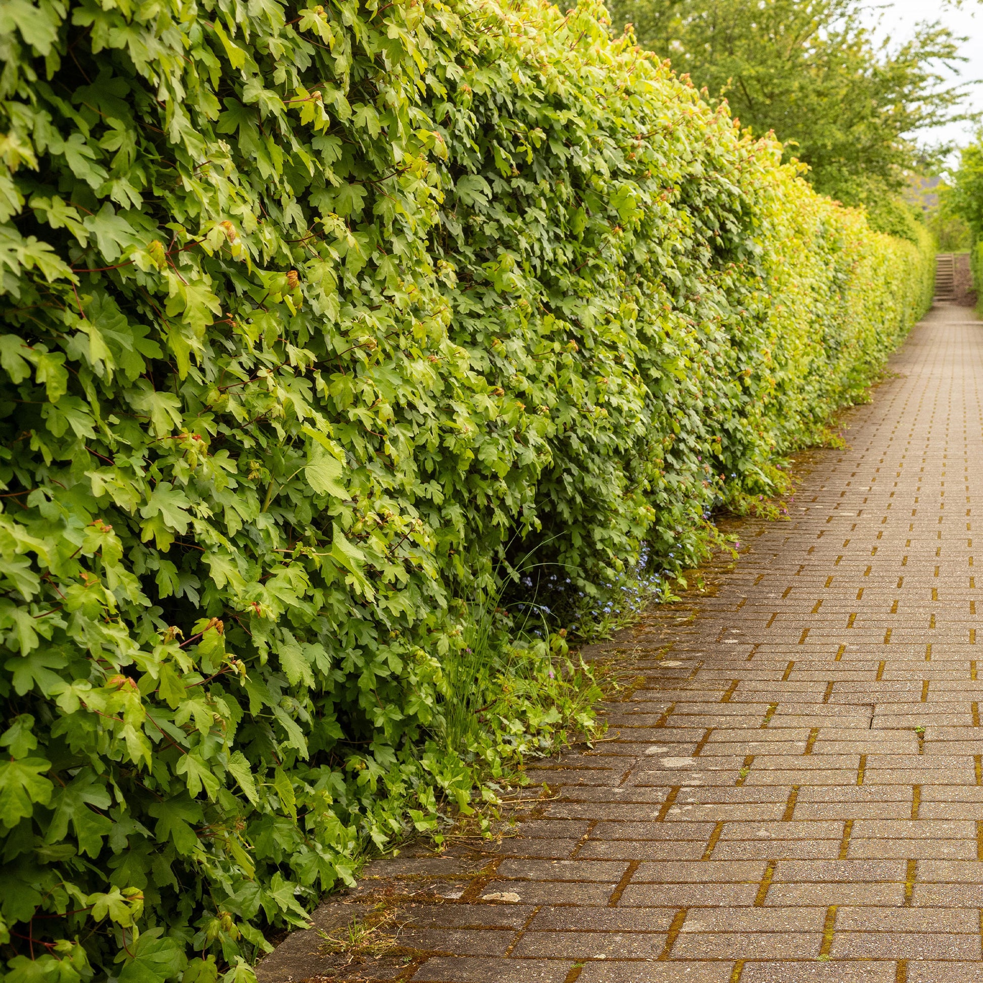Vente Haie de 10 Erables champêtre - Acer campestre