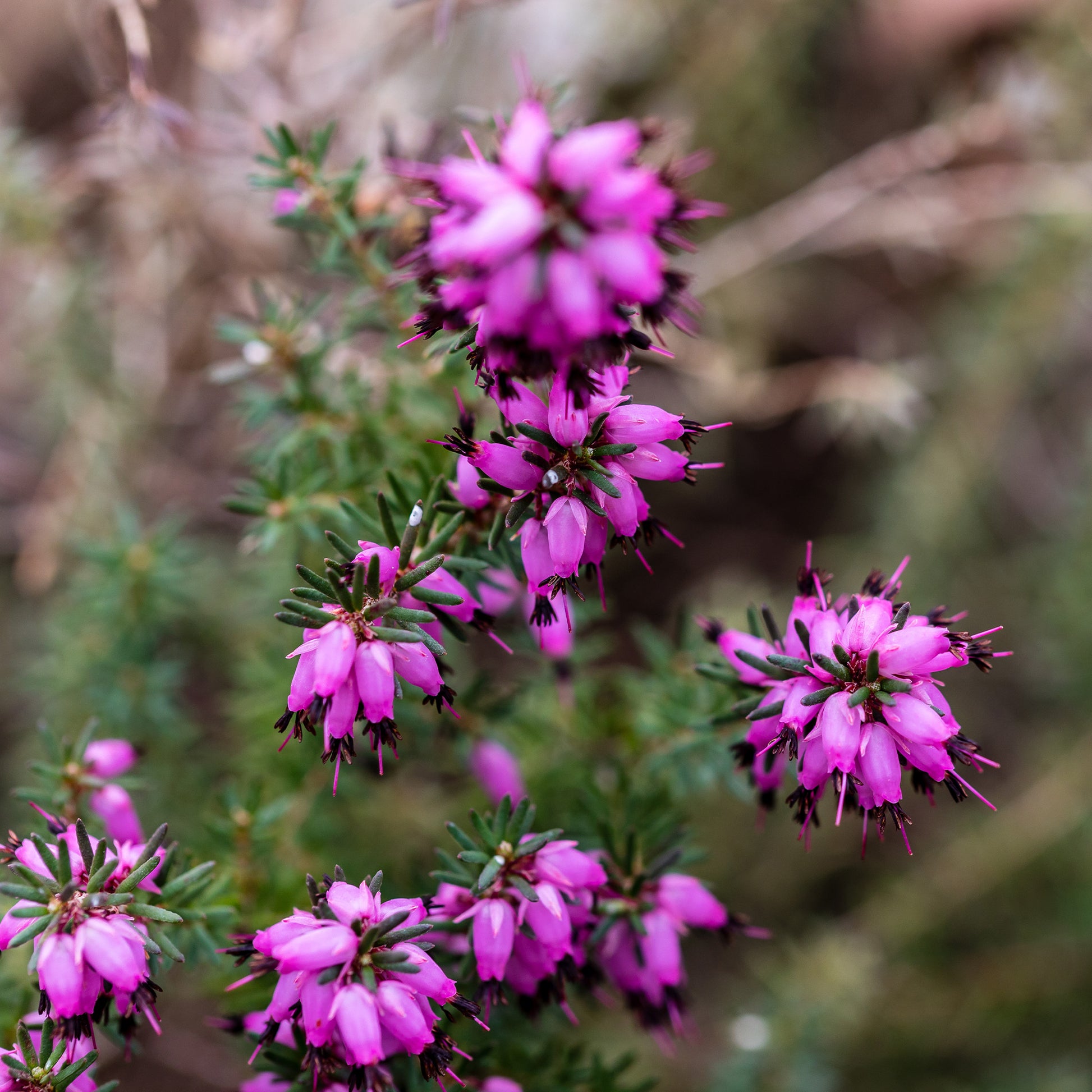Erica darleyensis j.w porter - Bruyère d'hiver J.W. Porter - Bruyères