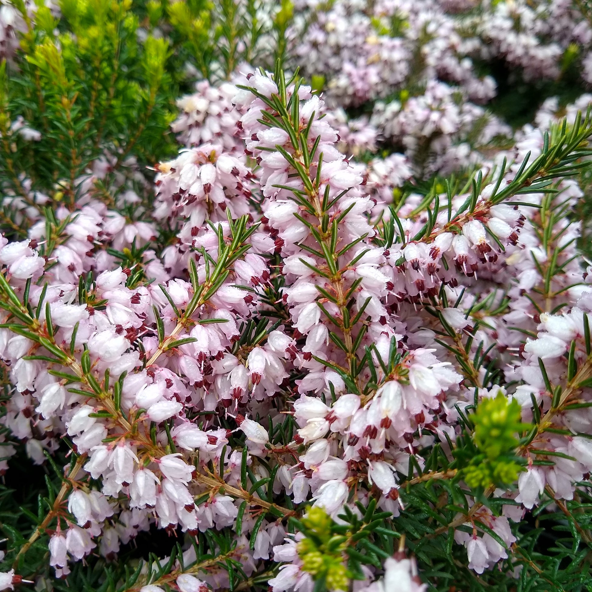 Bruyère d'hiver Silberschmelze - Erica darleyensis silberschmelze - Bakker