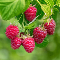 Rubus idaeus zeva - Framboisier Zeva - Framboisiers