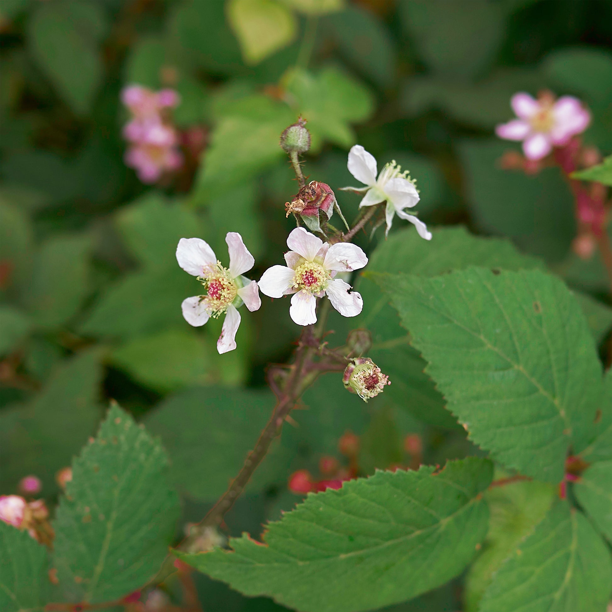 Framboisiers - Framboisier Zeva - Rubus idaeus zeva
