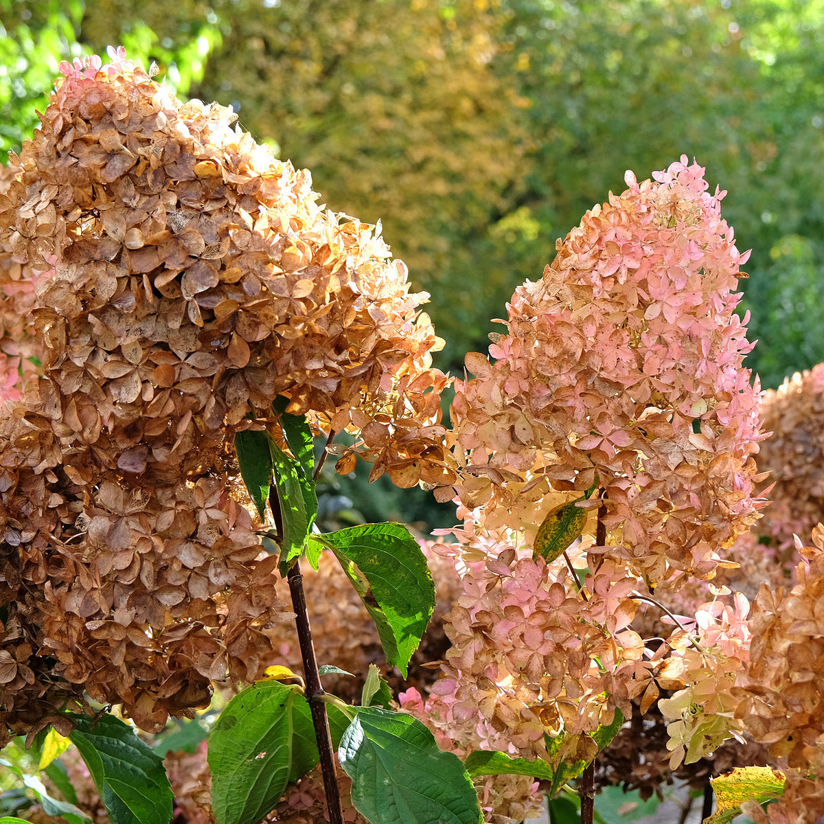 Hortensia paniculata - Hortensia paniculé Phantom - Hydrangea paniculata phantom