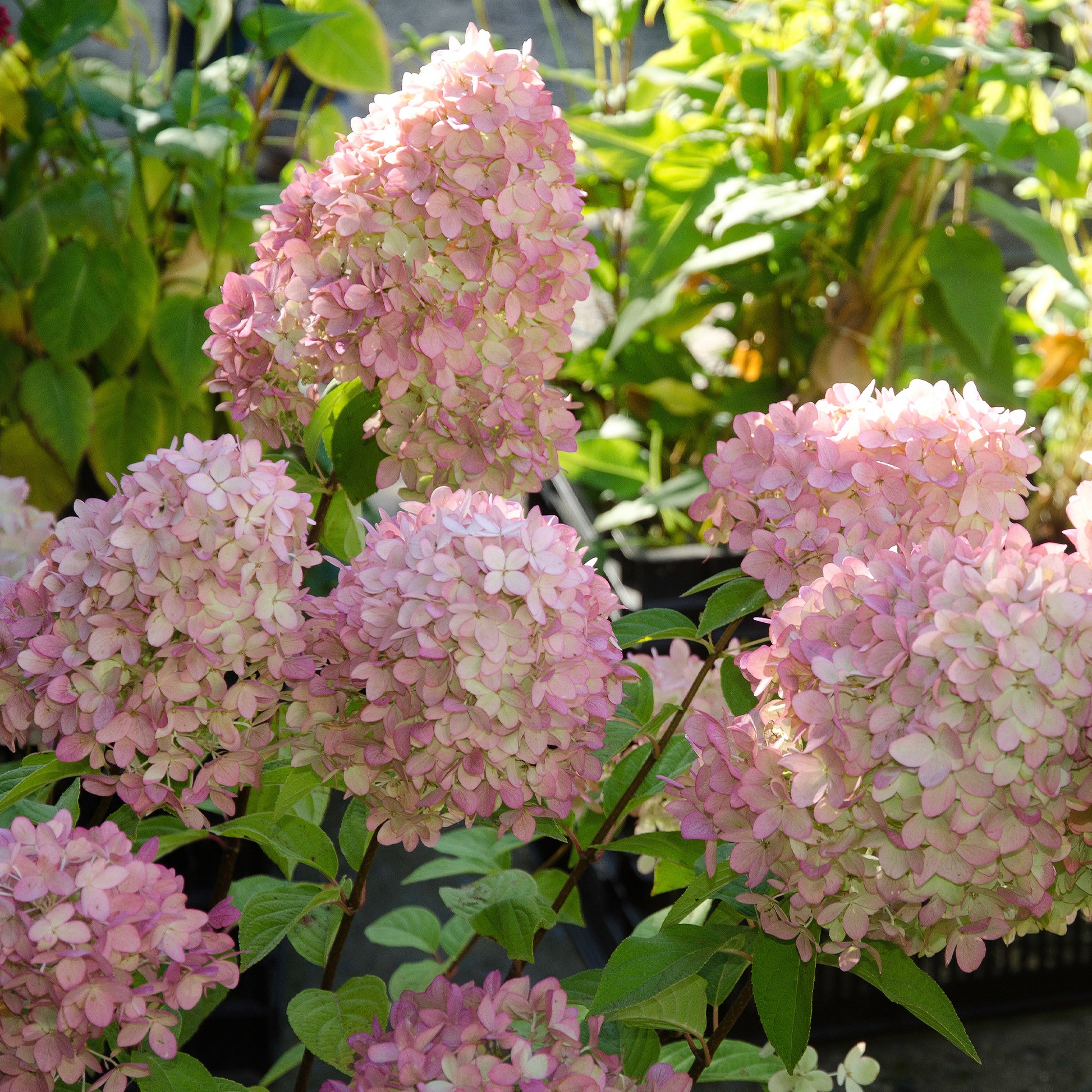 Hortensia paniculata - Hortensia paniculé Magical® Candle - Hydrangea paniculata magical ® candle
