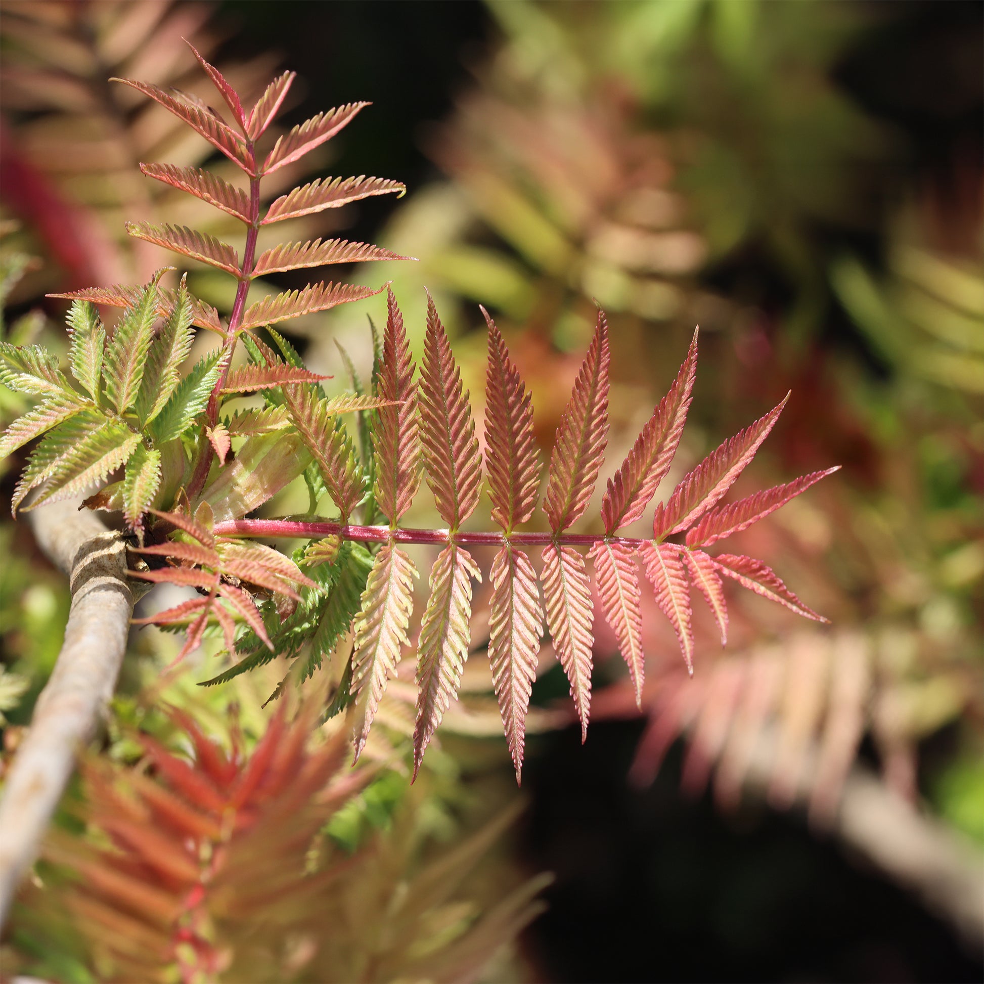 Arbustes fleuris - Sorbaire Pink Hopi® - Sorbaria sorbifolia pink hopi ®