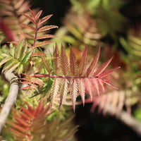 Arbustes fleuris - Sorbaire Pink Hopi® - Sorbaria sorbifolia pink hopi ®