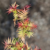 Vente Sorbaire Pink Hopi® - Sorbaria sorbifolia pink hopi ®