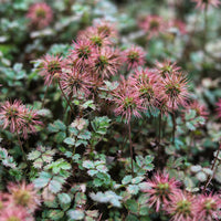 Plantes vivaces - Lampourde de Buchanan - Acaena buchananii