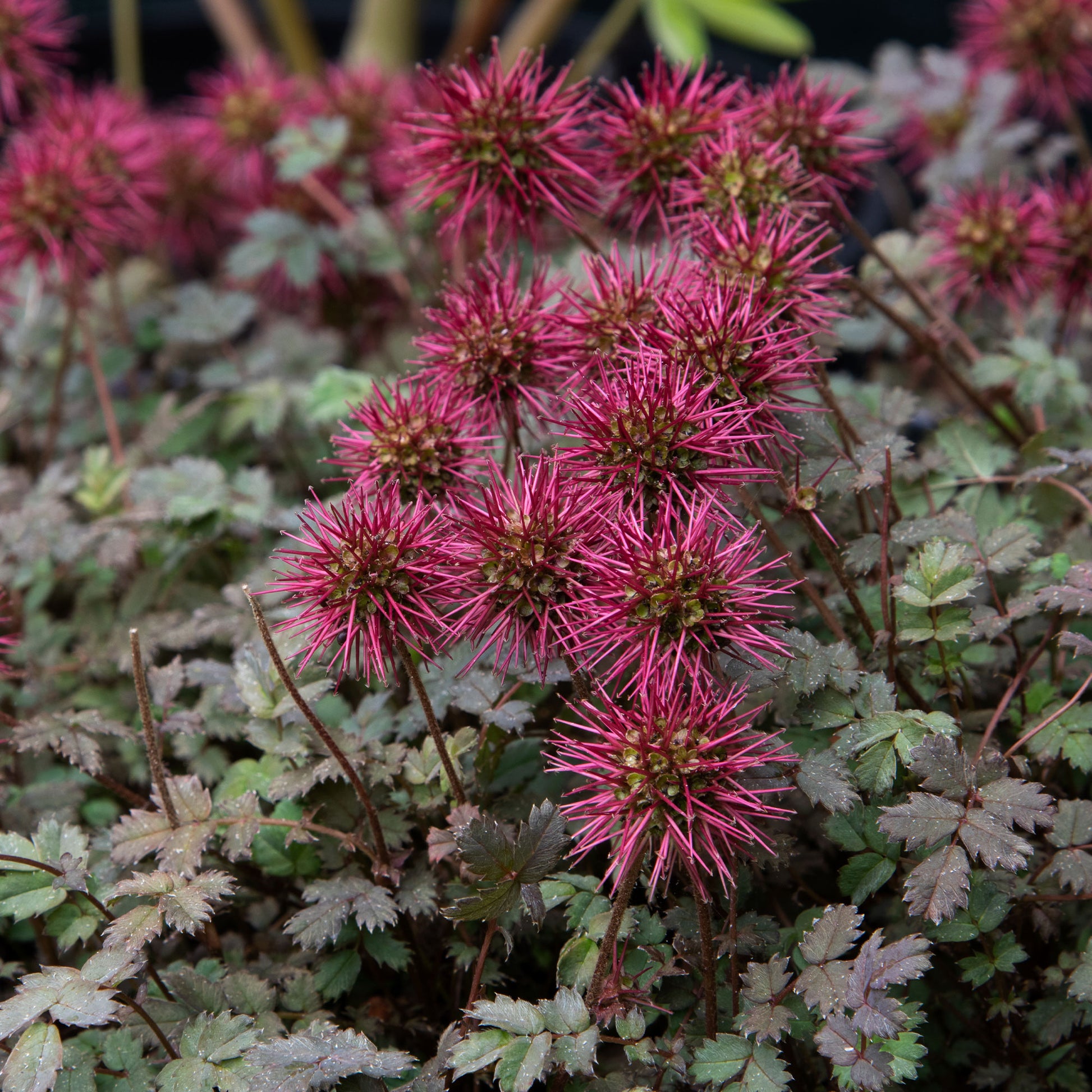 Lampourde à petites feuilles Kupferteppich - Acaena microphylla Kupferteppich - Bakker