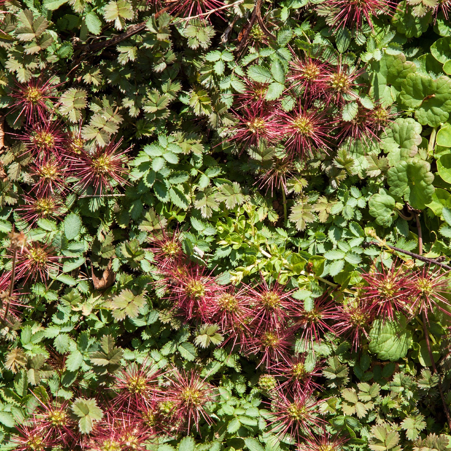 Acaena microphylla - Acaena à petites feuilles
