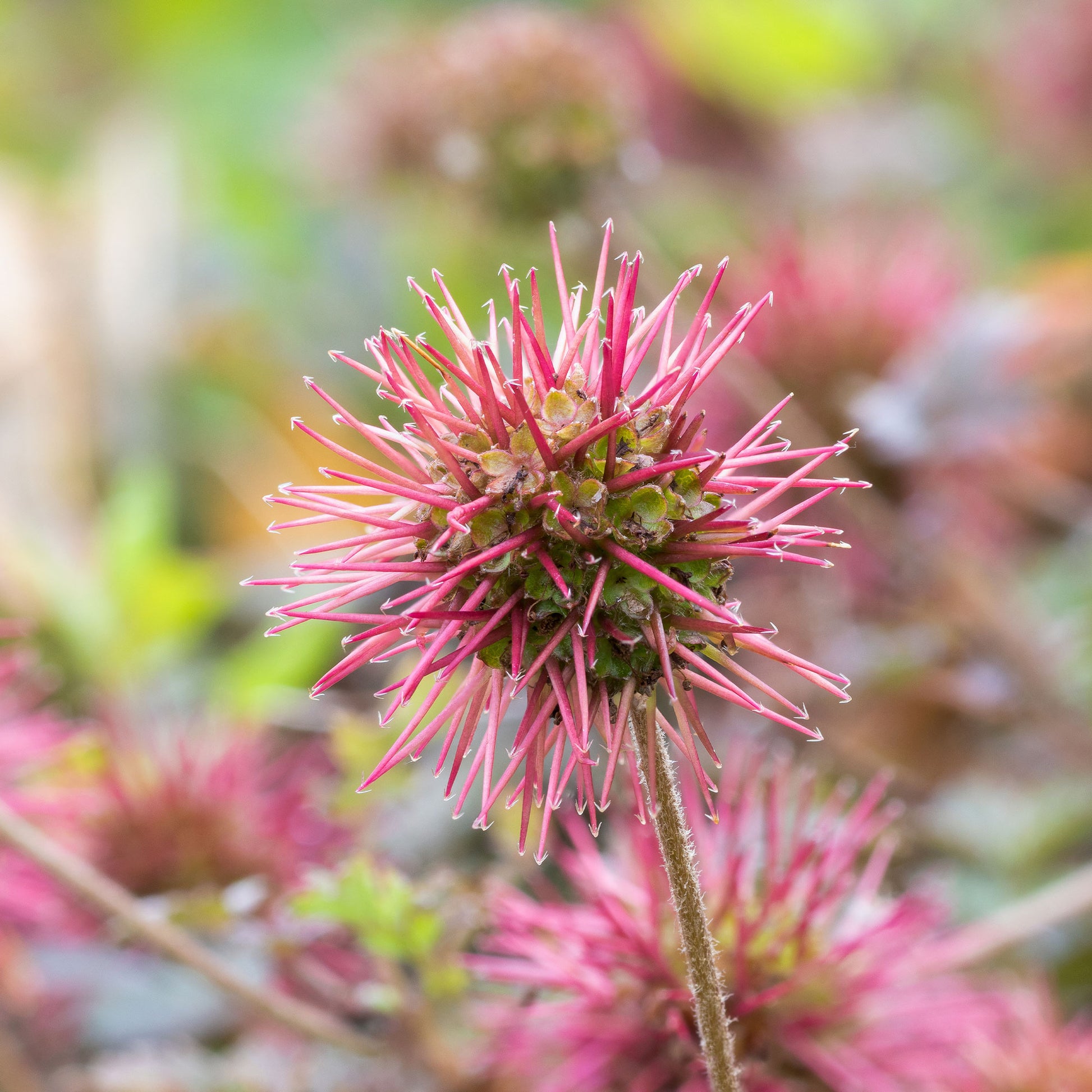 Acaena microphylla Kupferteppich - Lampourde à petites feuilles Kupferteppich - Plantes vivaces