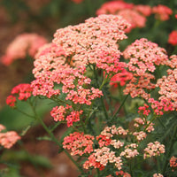 Achillée millefeuille Apricot Delight - Achillea millefolium Apricot Delight - Bakker