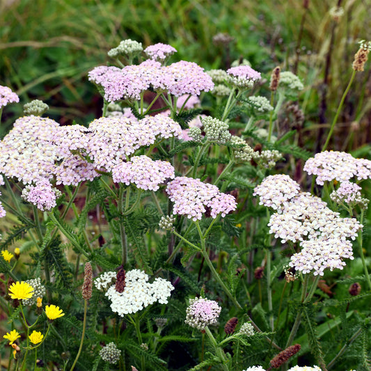 Achillée millefeuille Lilac Beauty - Bakker